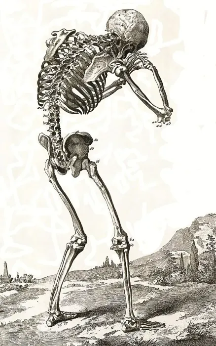 Framed Print : A human skeleton, seen from behind