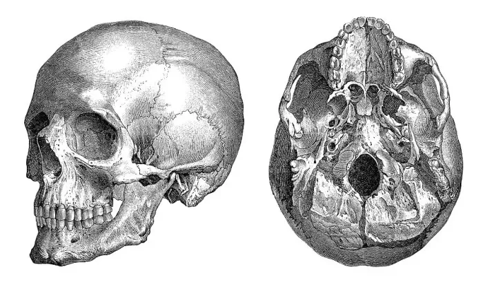 Framed Print : Human skull, anatomical illustration Framed Print : Human skull, anatomical illustration