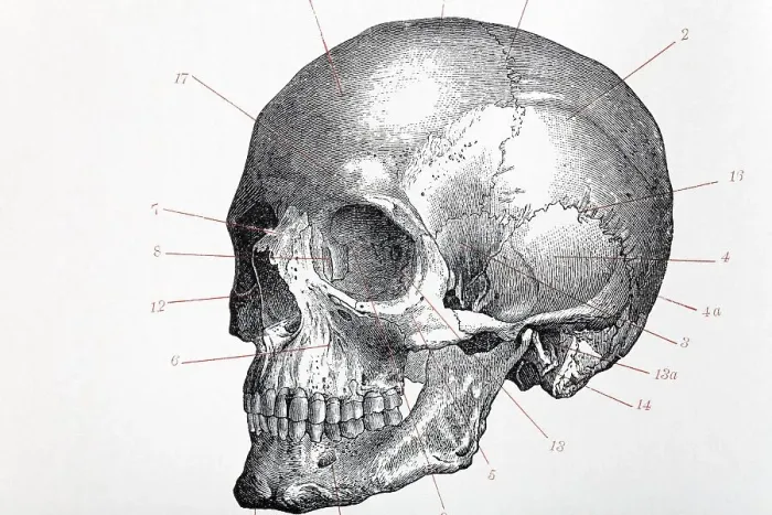 Framed Print : Human skull with index numbers