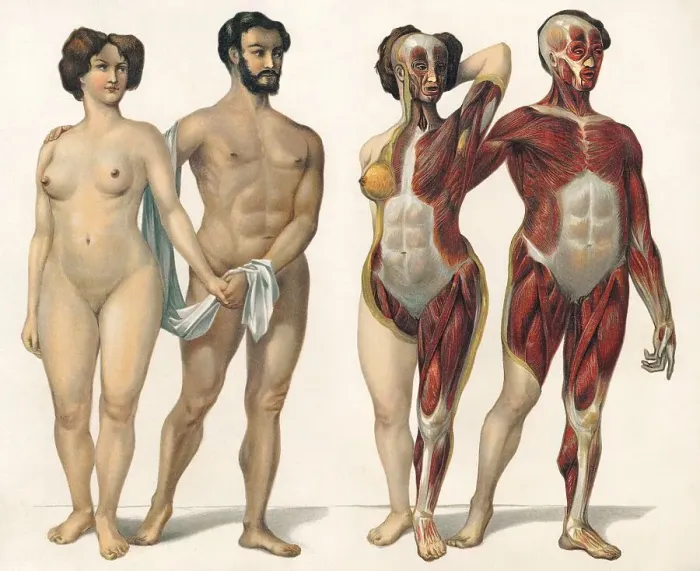 Framed Print : Human superficial muscles, 19th Century health guide illustration Framed Print : Human superficial muscles, 19th Century health guide illustration
