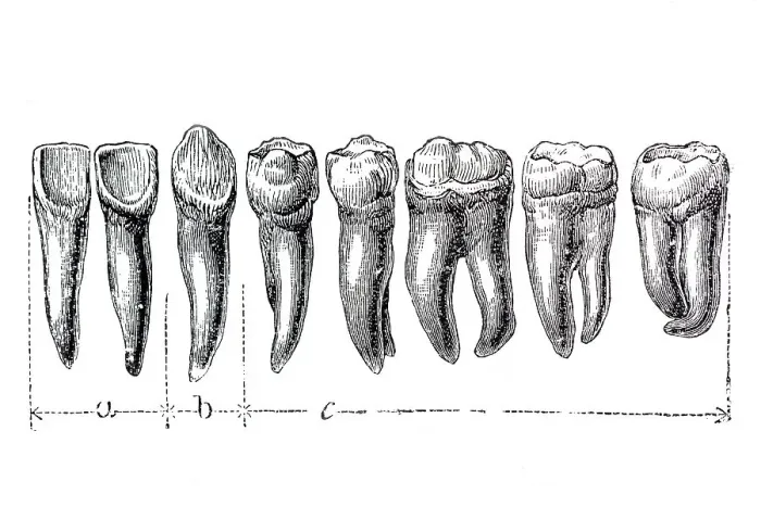 Framed Print : Human teeth, anatomical illustration