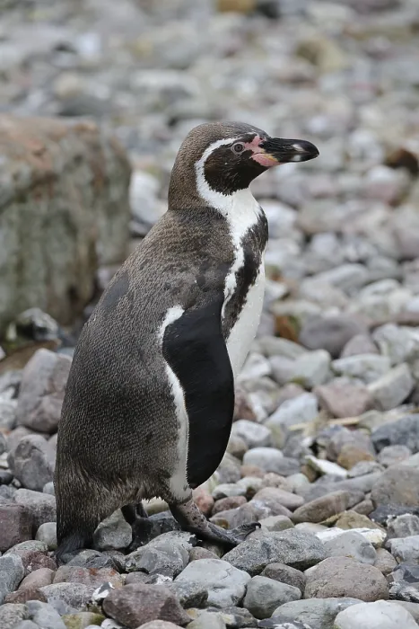 Framed Print : Humboldt Penguin (Spheniscus humboldti) Framed Print : Humboldt Penguin (Spheniscus humboldti)