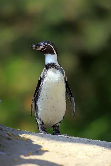 Framed Print : Humboldt penguin, (Spheniscus humboldti) Framed Print : Humboldt penguin, (Spheniscus humboldti)
