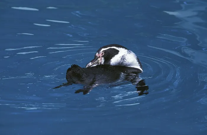 Framed Print : Humboldt penguin (spheniscus humboldti)