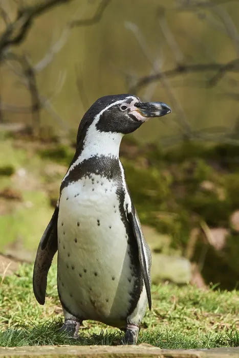 Framed Print : Humboldt penguin (Spheniscus humboldti) on grass