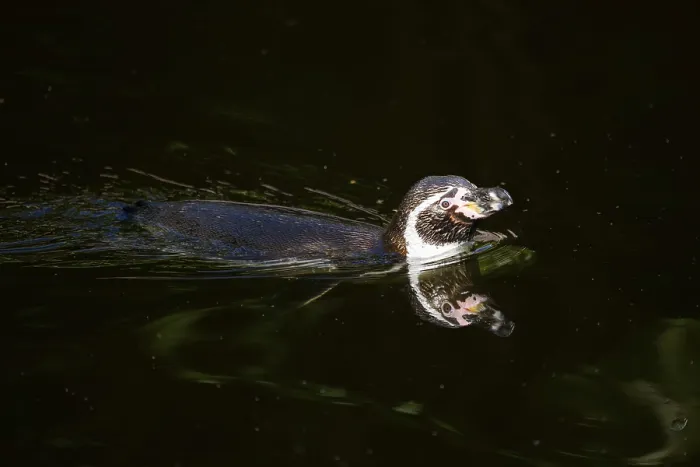 Framed Print : Humboldt penguin (Spheniscus humboldti) swimming in the water Framed Print : Humboldt penguin (Spheniscus humboldti) swimming in the water