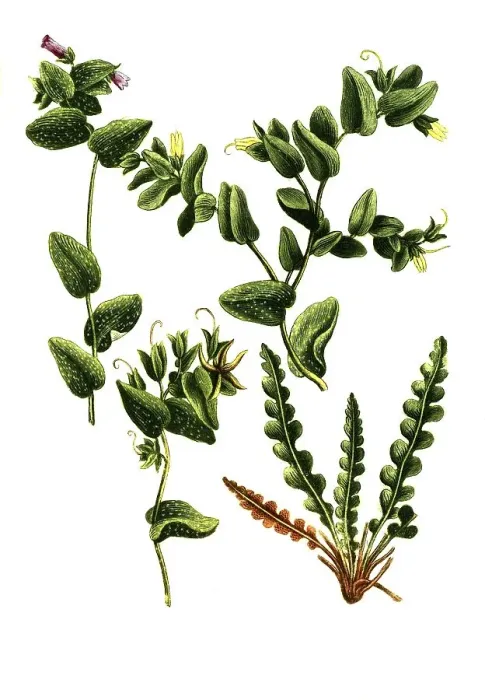 Framed Print : Humilior, Cerinthe maculata