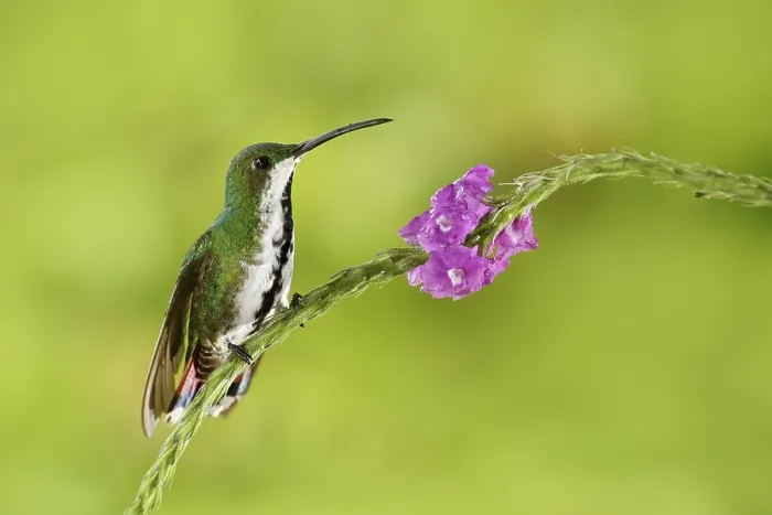 Framed Print : Hummingbird Green-breasted Mango sitting on pink flower Framed Print : Hummingbird Green-breasted Mango sitting on pink flower