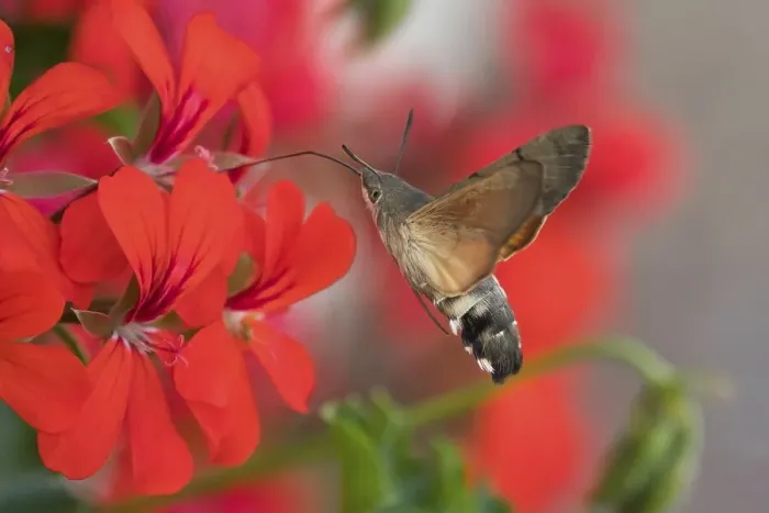 Framed Print : Hummingbird hawk-moth (Macroglossum stellatarum)