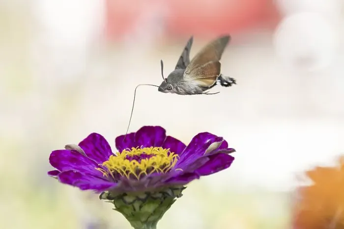 Framed Print : Hummingbird hawk-moth (Macroglossum stellatarum) Framed Print : Hummingbird hawk-moth (Macroglossum stellatarum)