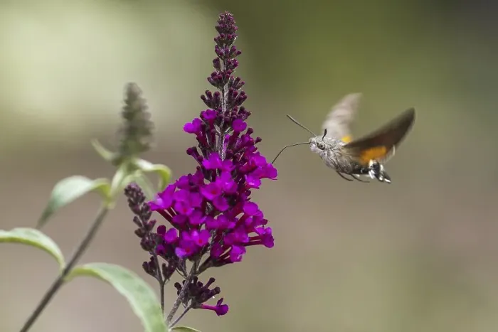 Framed Print : Hummingbird hawk-moth (Macroglossum stellatarum)