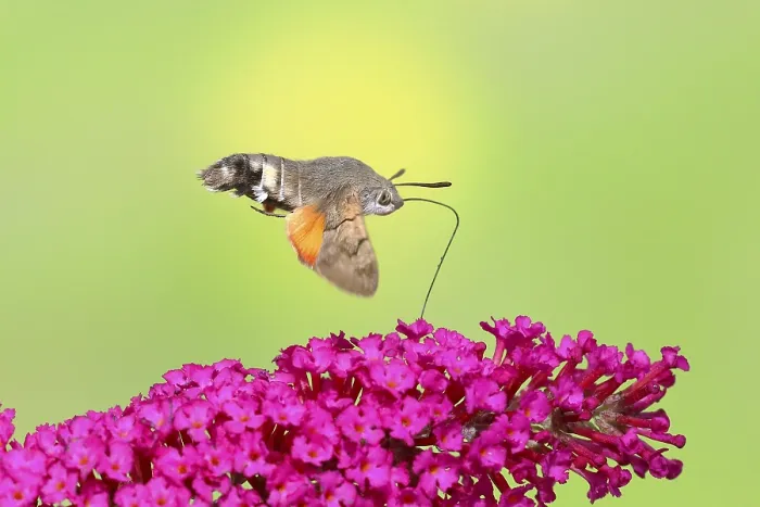 Framed Print : Hummingbird hawk-moth (Macroglossum stellatarum)