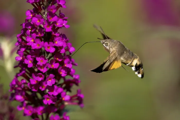 Framed Print : Hummingbird hawk-moth (Macroglossum stellatarum)