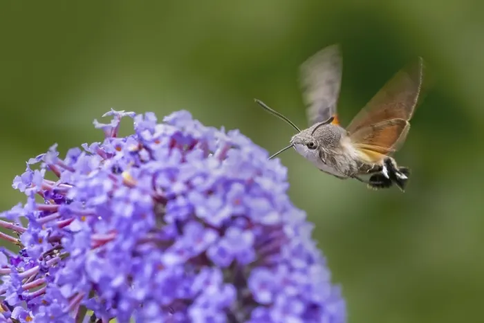 Framed Print : Hummingbird hawk-moth (Macroglossum stellatarum) (Sphinx stellatarum)