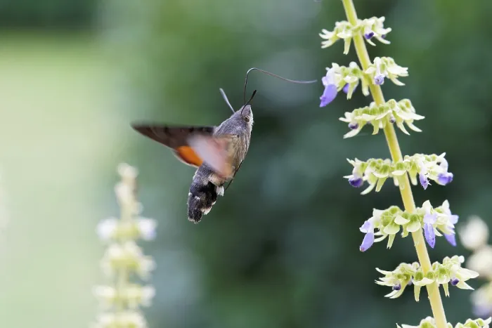 Framed Print : Hummingbird hawk-moth pollinates Coleus flowers Framed Print : Hummingbird hawk-moth pollinates Coleus flowers