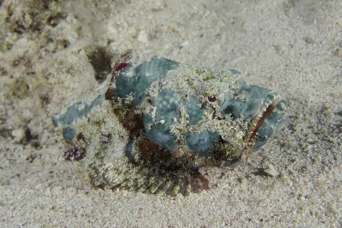 Framed Print : Humpback scorpionfish (Scorpaenopsis diabolus)