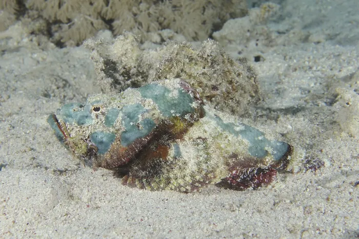 Framed Print : Humpback scorpionfish (Scorpaenopsis diabolus)
