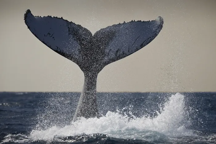 Framed Print : Humpback whale fluke, Megaptera novaeangliae