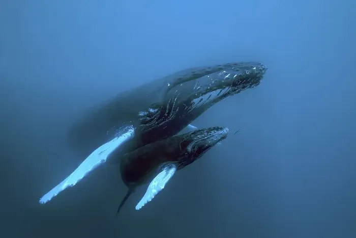 Framed Print : Humpback whale (Megaptera novaeangliae)