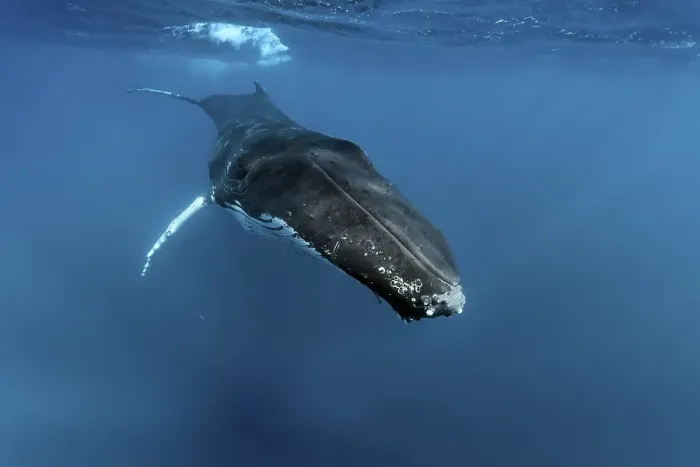 Framed Print : Humpback whale (Megaptera novaeangliae)