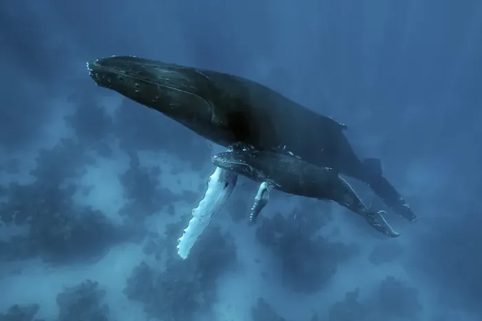 Framed Print : Humpback whale (Megaptera novaeangliae)