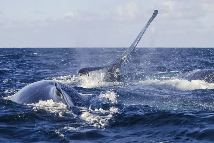 Framed Print : Humpback Whale (Megaptera novaeangliae) Framed Print : Humpback Whale (Megaptera novaeangliae)