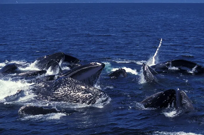 Framed Print : Humpback whale (megaptera novaeangliae)