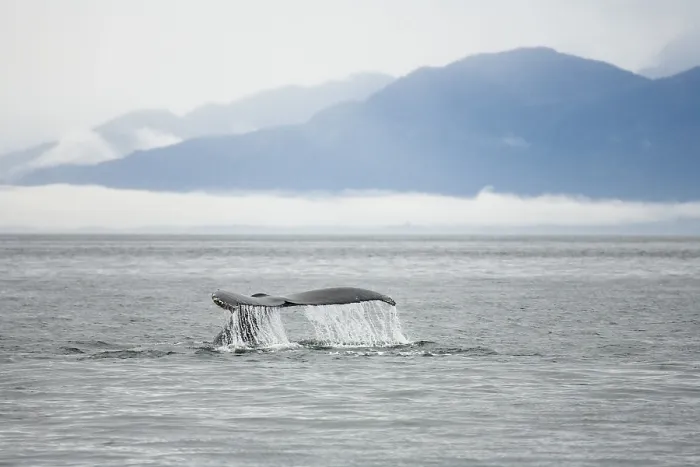 Framed Print : Humpback Whale (Megaptera novaeangliae) Framed Print : Humpback Whale (Megaptera novaeangliae)