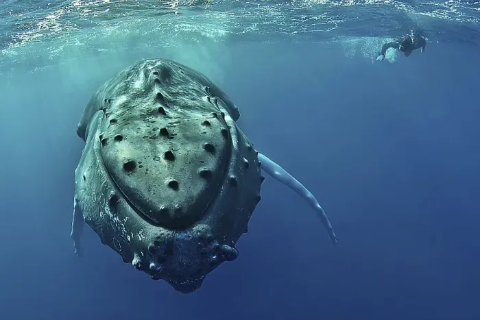 Framed Print : Humpback whale (Megaptera novaeangliae) with diver