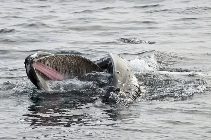 Framed Print : Humpback Whale (Megaptera novaeangliae) foraging at the sea surface Framed Print : Humpback Whale (Megaptera novaeangliae) foraging at the sea surface