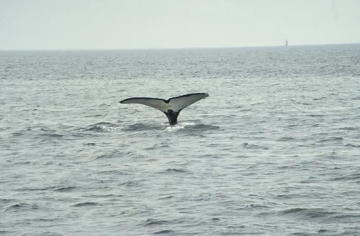 Framed Print : Humpback whale (Megaptera novaeanliae)