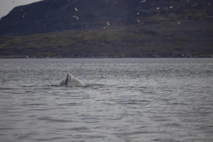 Framed Print : Humpback whale in the waters of Greenland (Megaptera novaeangliae)