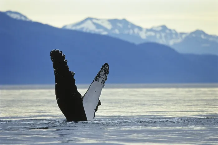 Framed Print : Humpback Whales (Megaptera novaeangliae) Framed Print : Humpback Whales (Megaptera novaeangliae)