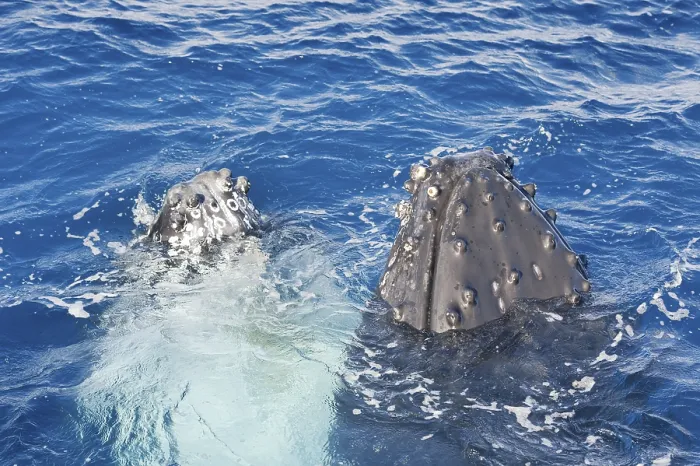 Framed Print : Humpback whales surfacing, Hervey Bay