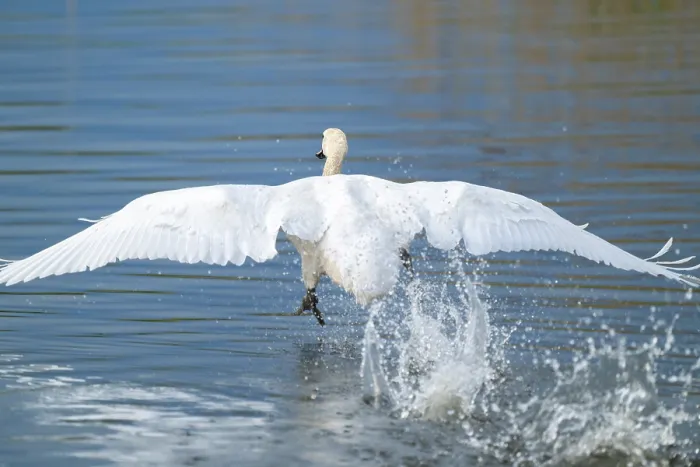 Framed Print : Humped swan (Cygnus olor) takes off from a lake