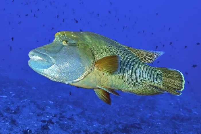 Framed Print : Humphead Wrasse (Cheilinus undulatus) Framed Print : Humphead Wrasse (Cheilinus undulatus)