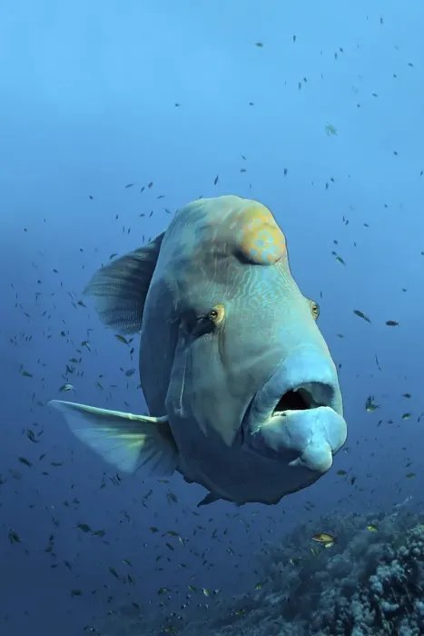 Framed Print : Humphead wrasse (Cheilinus undulatus) over coral reef