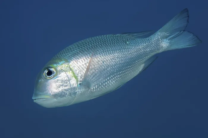 Framed Print : Humpnose big-eye bream (Monotaxis grandoculis) swims in the open sea