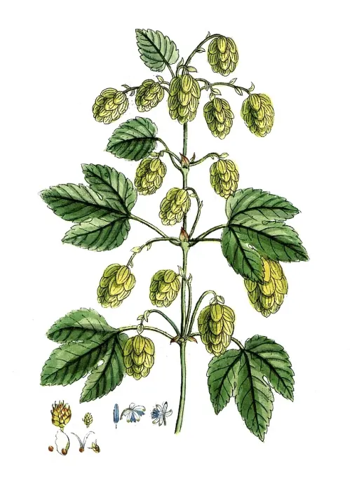 Framed Print : Humulus lupulus, common hop, digital reproduction of a historical original, between 1790 and 1810