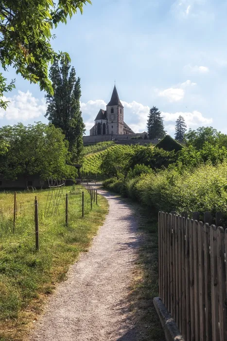 Framed Print : Hunawihr old fortified church surrounded by vineyards Framed Print : Hunawihr old fortified church surrounded by vineyards