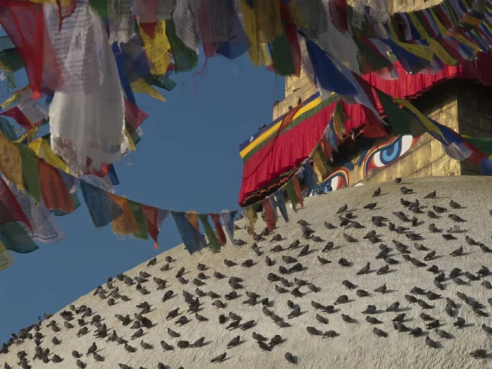Framed Print : Hundreds of doves warming themselves on the top of Boudnath stupa