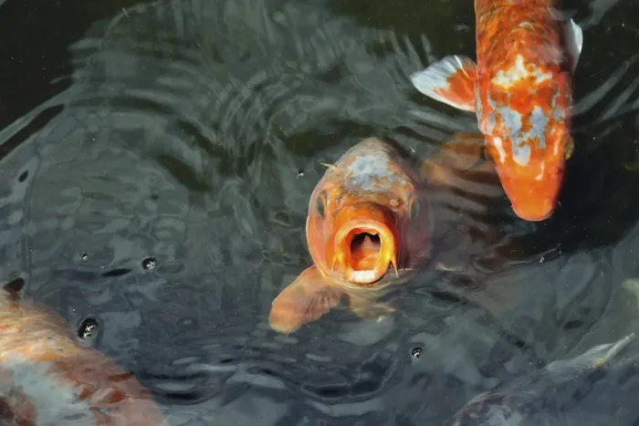 Framed Print : Hungry red carp