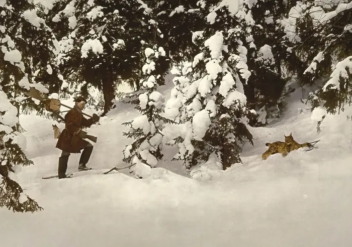Framed Print : Hunter finds a lynx caught in a beating trap