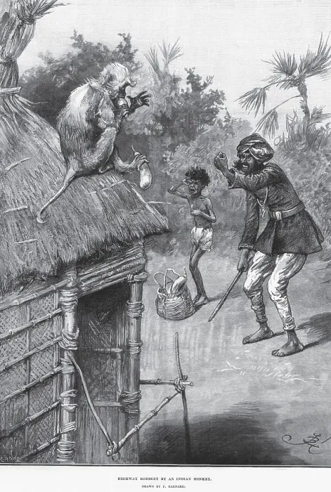 Framed Print : Hunting & animal views, highway robbery by an Indian monkey, India, Asia