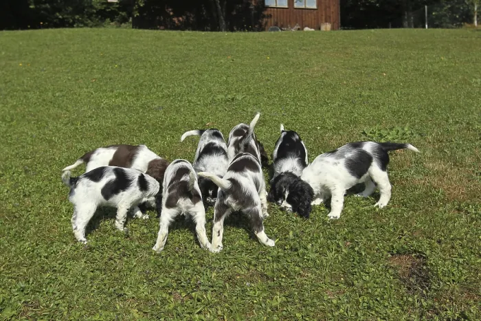 Framed Print : Hunting dog, English Springer Spaniel
