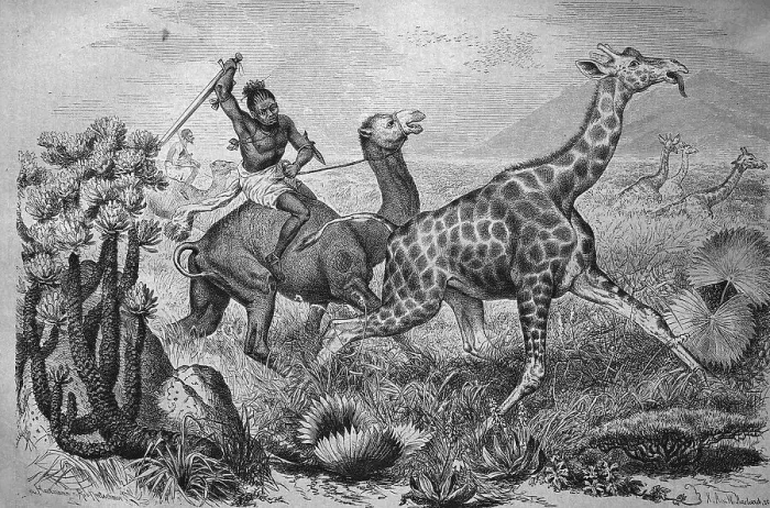 Framed Print : Hunting giraffes in Africa, historical engraving Framed Print : Hunting giraffes in Africa, historical engraving