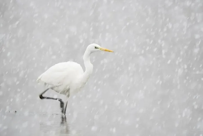 Framed Print : Hunting great egret (Ardea alba) Framed Print : Hunting great egret (Ardea alba)