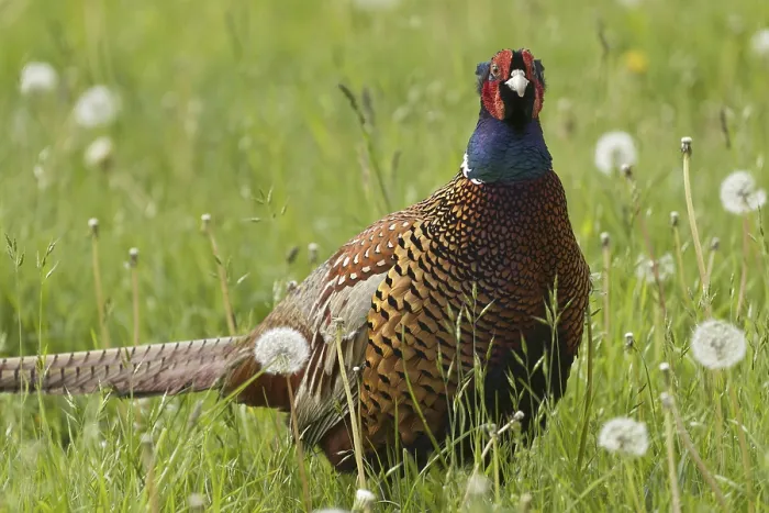 Framed Print : Hunting Pheasant (Phasianus colchicus) Framed Print : Hunting Pheasant (Phasianus colchicus)