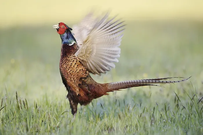 Framed Print : Hunting pheasant (Phasianus colchicus) Framed Print : Hunting pheasant (Phasianus colchicus)