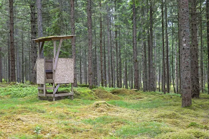 Framed Print : Hunting tower in a spruce forest with green moss on the ground in summer